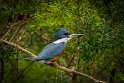 043 Brazilie, Manaus, amazoneijsvogel